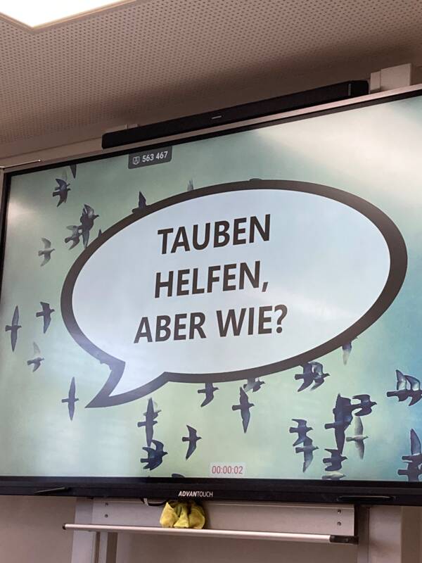 Stadttauben - Bild 2